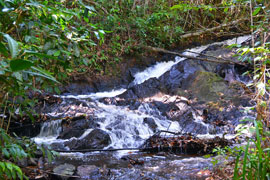 Itacaré - Córrego na trilha