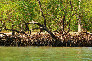 Tamandaré - Praia dos Carneiros - Lindos manguezais