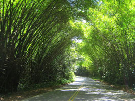Trajeto Recife/Tamandaré -  Reserva Biológica do Saltinho<br /><span>Crédito: homeaway.pt</span>