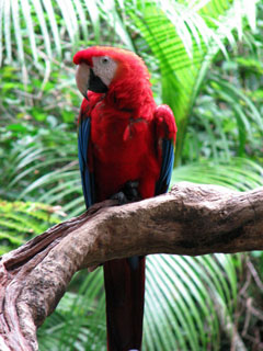 Foz do Iguaçu - Parque das Aves