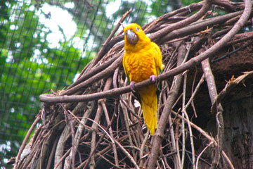 Foz do Iguaçu - Parque das Aves